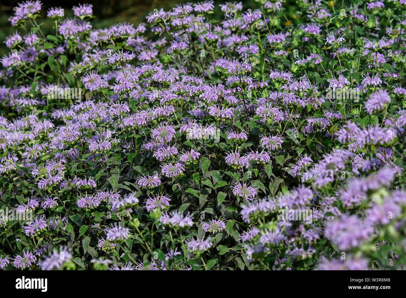 Bee balm in the garden. Known as Monarda it is a genus of flowering