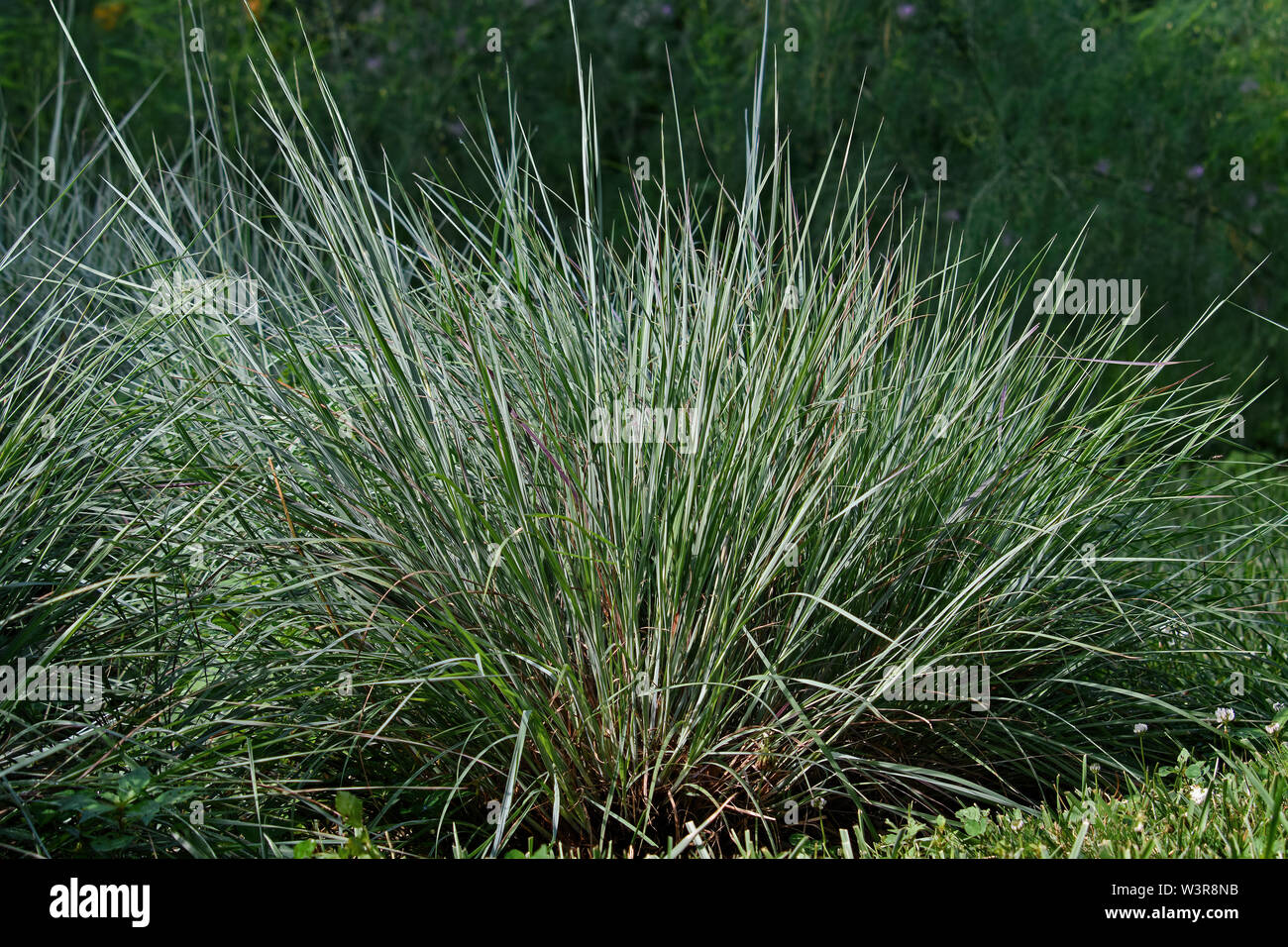 Little bluestem on a bright sunny day. Also known as Schizachyrium scoparium or beard grass, is a North American prairie grass native to of the USA. Stock Photo