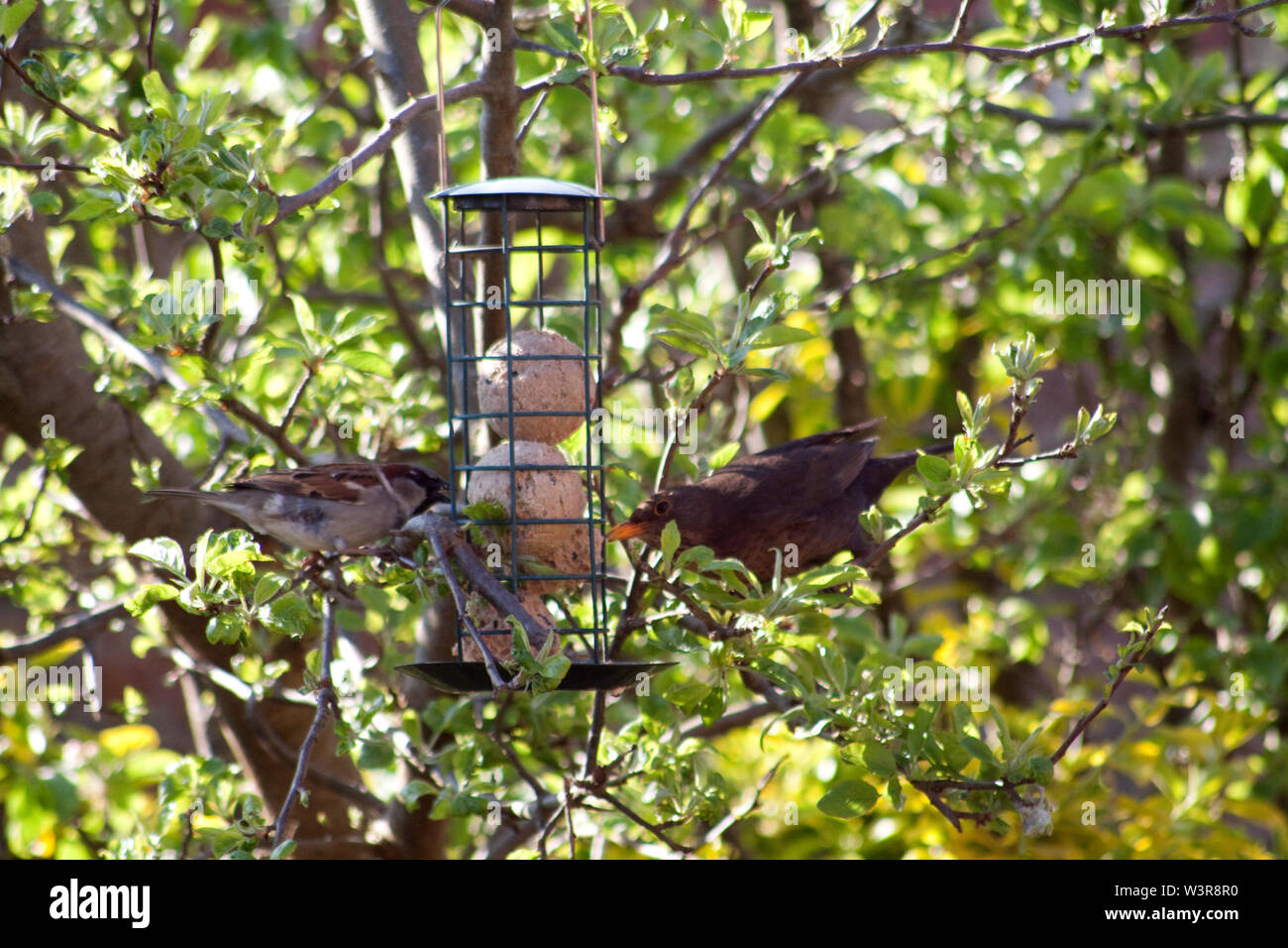 Sparrow and Blackbird eating Fat balls Stock Photo Alamy