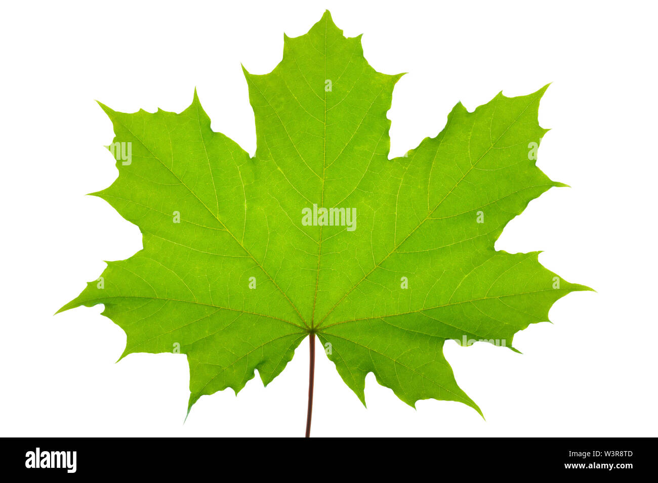 leaf of maple tree isolated Stock Photo - Alamy