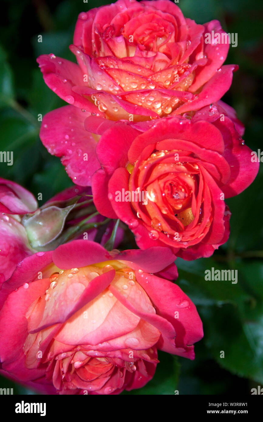 Roses in the Rain Stock Photo Alamy