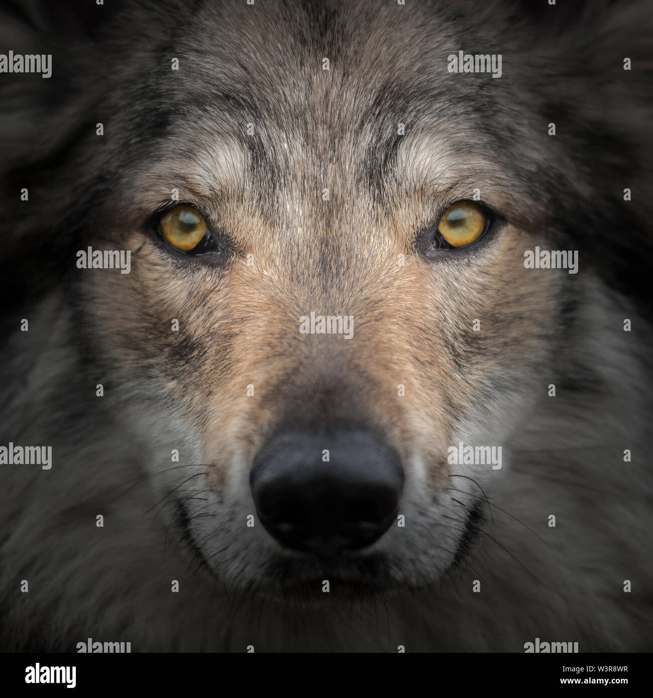 Face to face meeting with strong grey wolf staring head Canis lupus. Close up portrait of wolf head with gazing eyes. Creative detail photography. Stock Photo