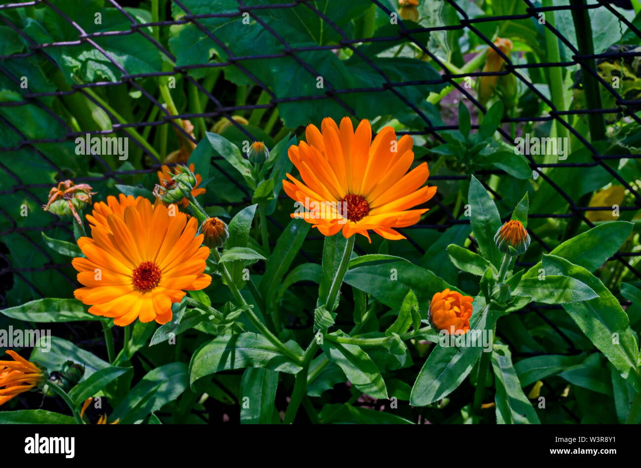 Bunch of the marigold or Calendula officinalis flowers in garden,  Jeleznitsa, Vitosha mountain, Bulgaria Stock Photo