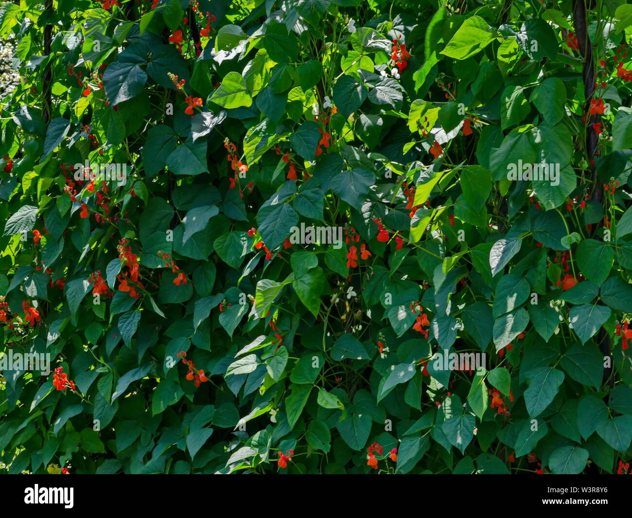 Flowers and leaves of fresh green beans plant or Phaseolus vulgaris in vegetables garden bed, Jeleznitsa, Vitosha mountain, Bulgaria Stock Photo