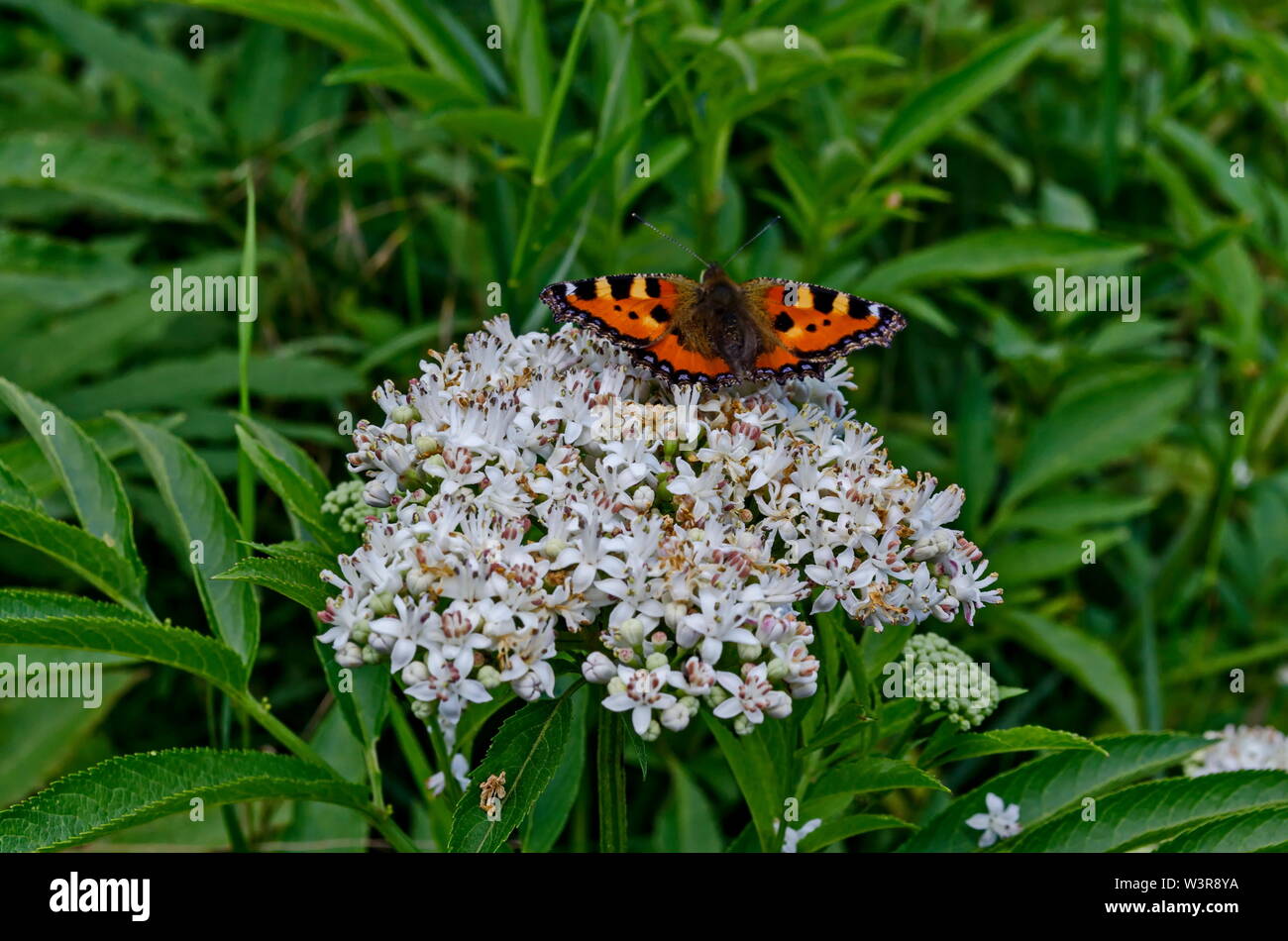 Monarch or Danaus plexippus butterfly over blossom of Elderberry or Sambucus ebulus, poisonous bush, Jeleznitsa, Vitosha mountain, Bulgaria Stock Photo