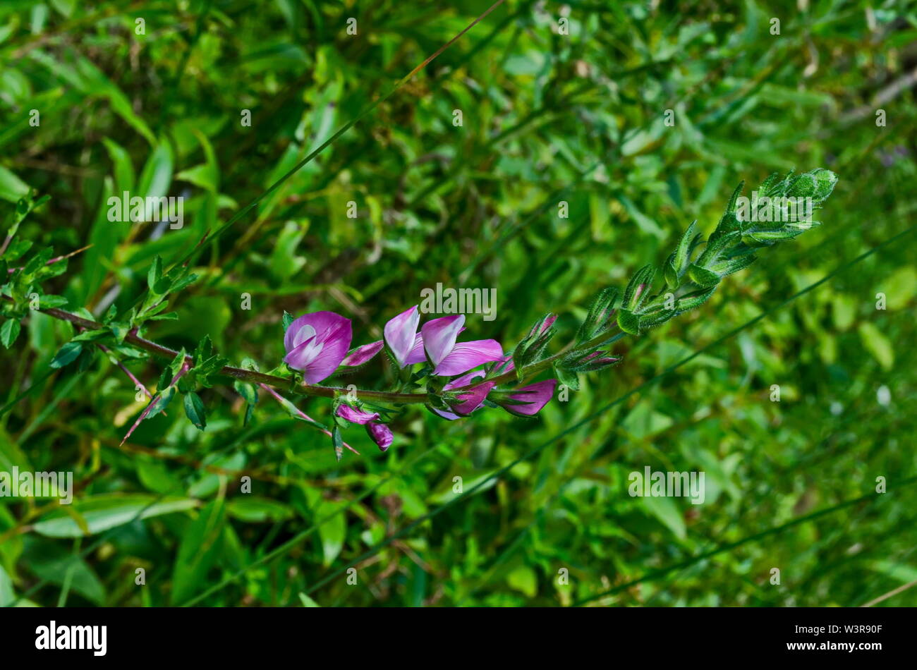 Blossom of wild pea pink  or Lathyrus tuberosus in the field, Jeleznitsa, Vitosha mountain, Bulgaria Stock Photo