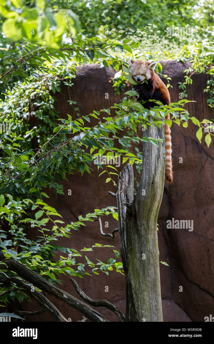 A red panda sits at the top of a dead tree in his enclosure at the Indianapolis Zoo. Stock Photo