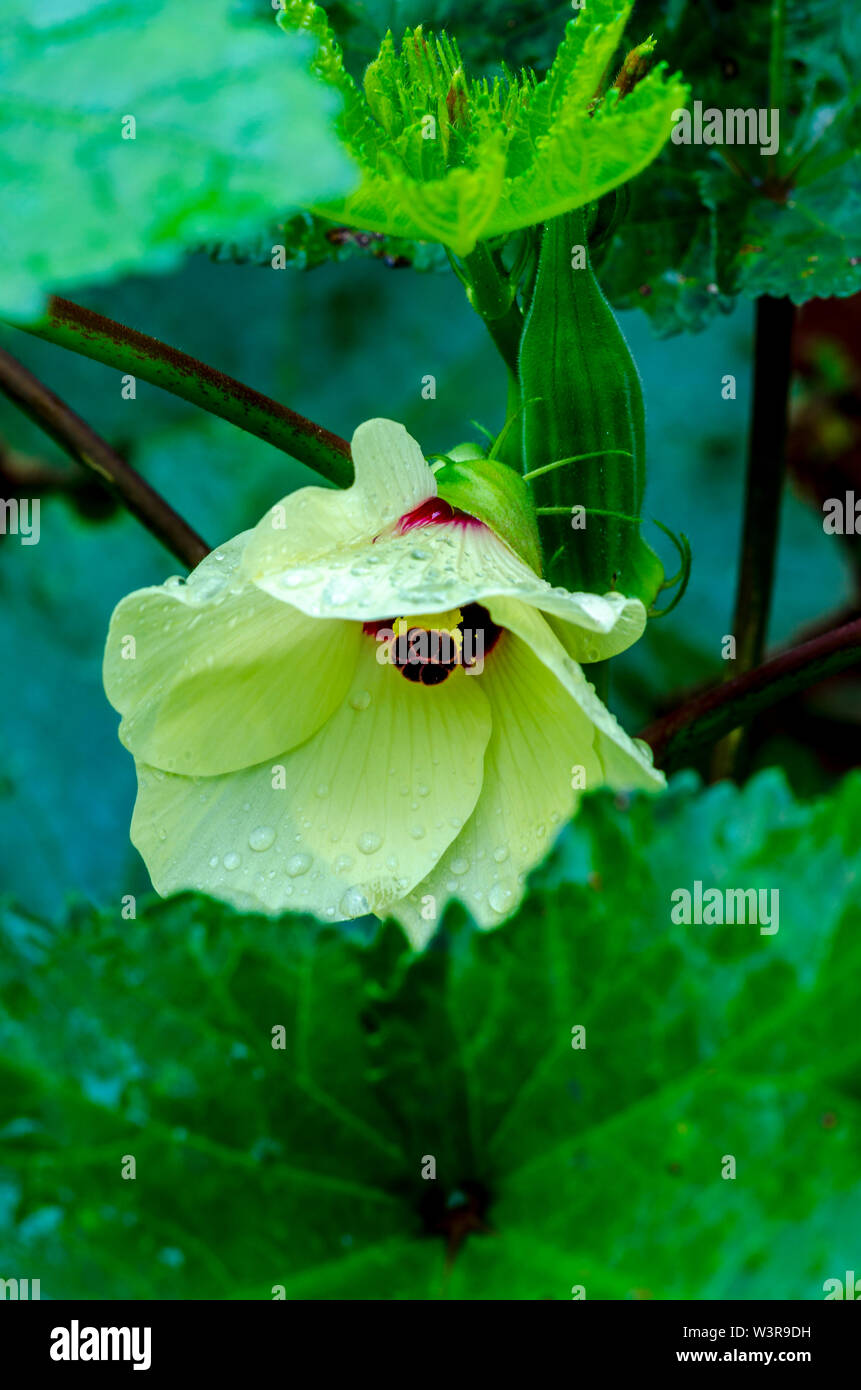 Organic agriculture. Okra flower Stock Photo Alamy
