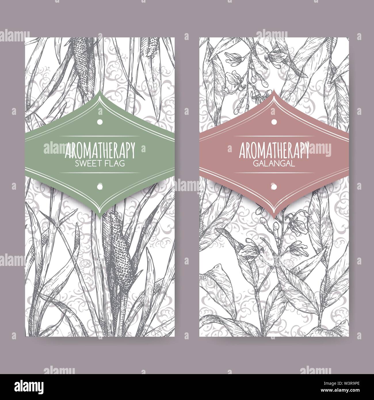 Two labels with Acorus calamus aka sweet flag and Alpinia galanga aka greater galangal sketch on elegant lace background. Great for traditional medici Stock Vector