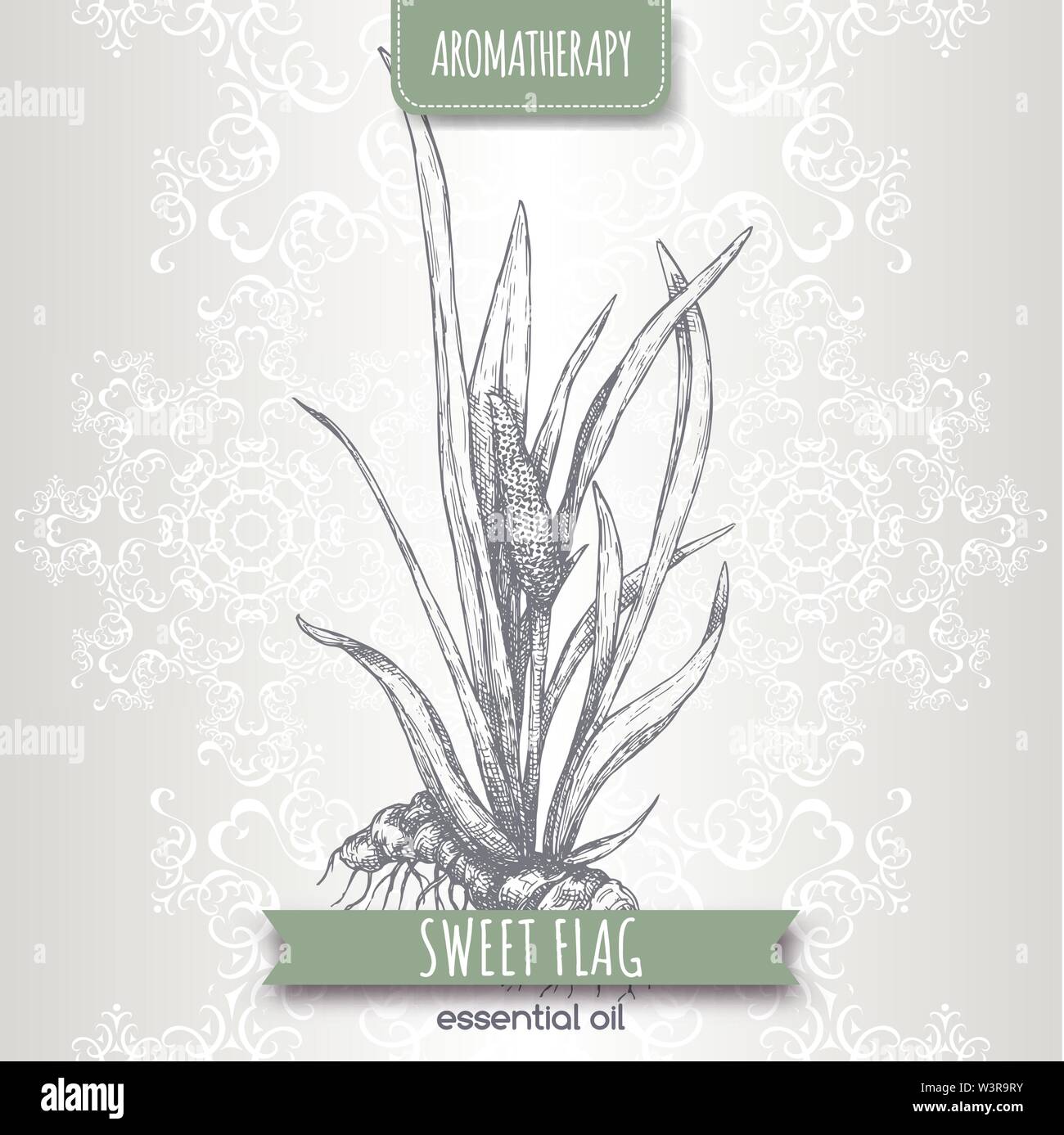 Acorus calamus aka sweet flag sketch on elegant lace background. Great for traditional medicine, perfume design, cooking or gardening. Stock Vector