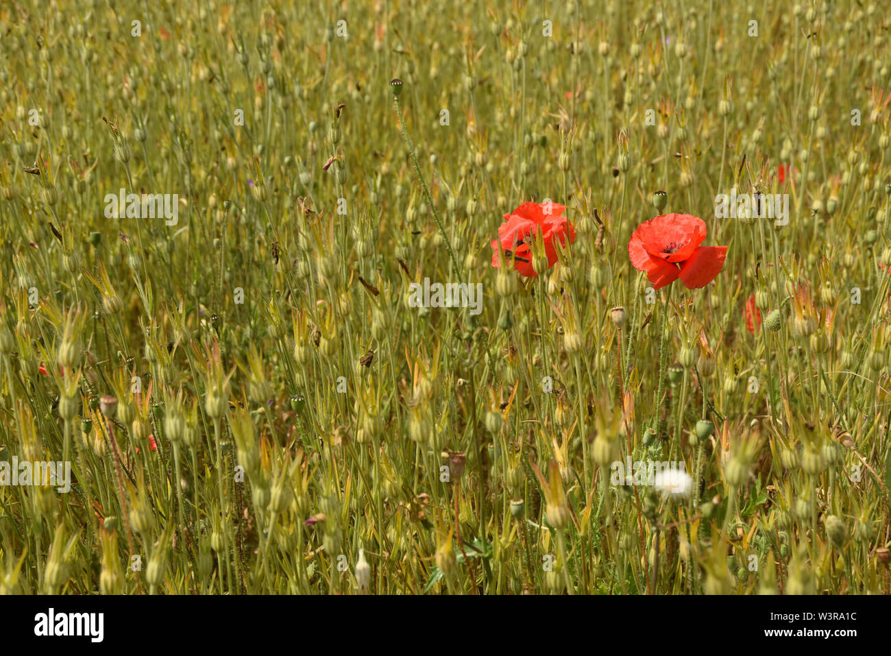 Poppies landscape hi-res stock photography and images - Alamy