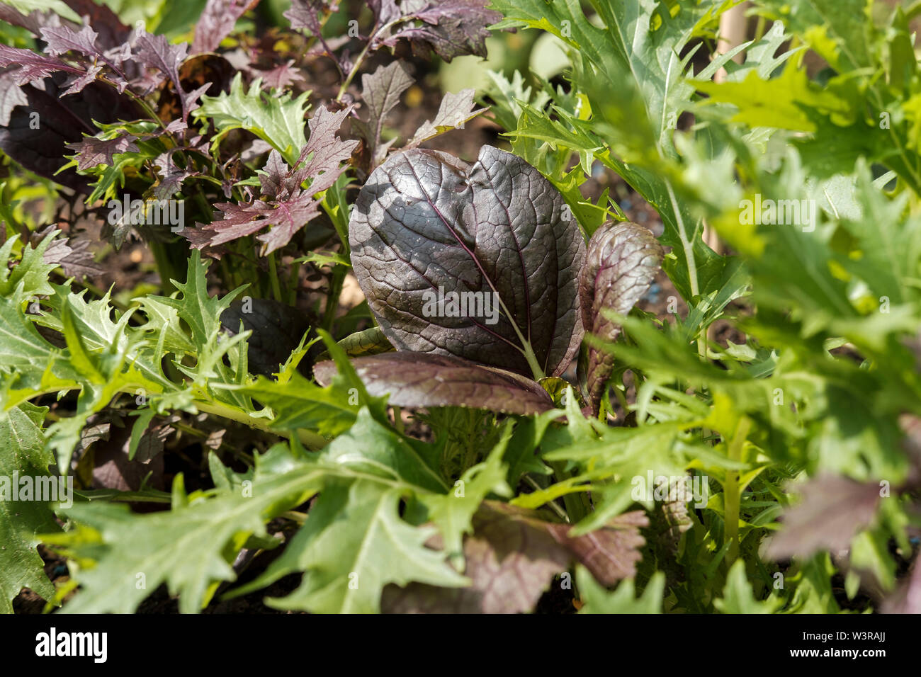 Home garden- young mixed salad leaves Stock Photo