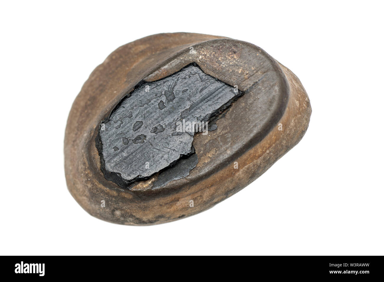 Whitby Jet rough sample embedded in rock Stock Photo