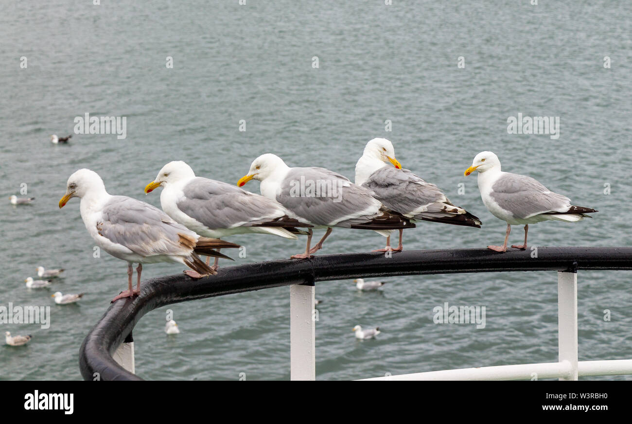 5 herring gulls in adult plumage on a ships rail Stock Photo Alamy