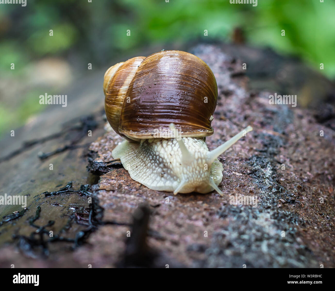July 12, 2019. Roman snail moving on tree bark, Talheim, Baden-Württemberg, Germany Stock Photo