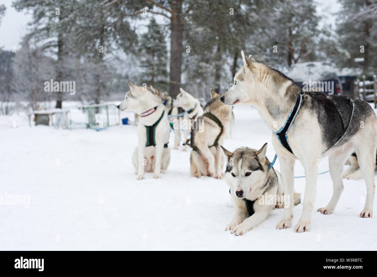Group of sled dogs waiting to run. Focus on foreground. Stock Photo