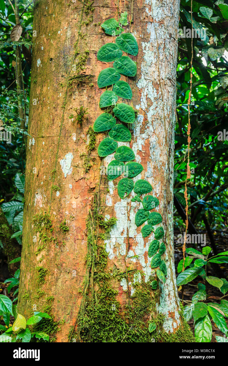 Parasitic vine plant on a tree in rain forest in Costa Rica Stock Photo
