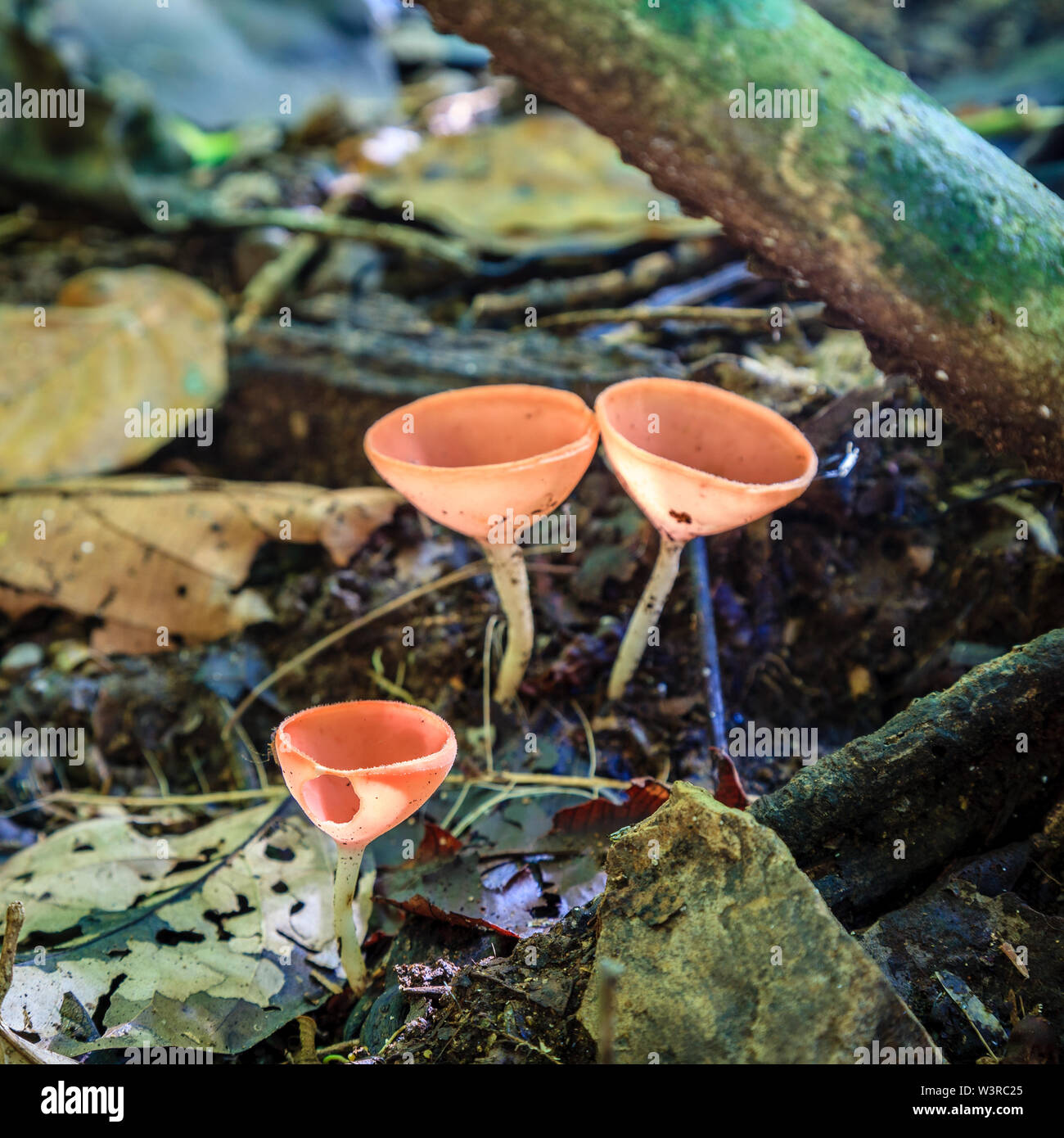Pink Champagne mushrooms in tropical forest of Costa Rica Stock Photo