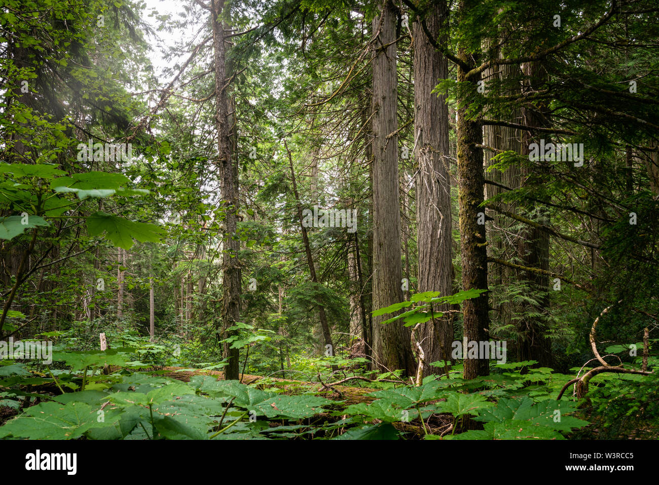 Beautiful pine forest on cloudy summer day. Natural background. Stock Photo