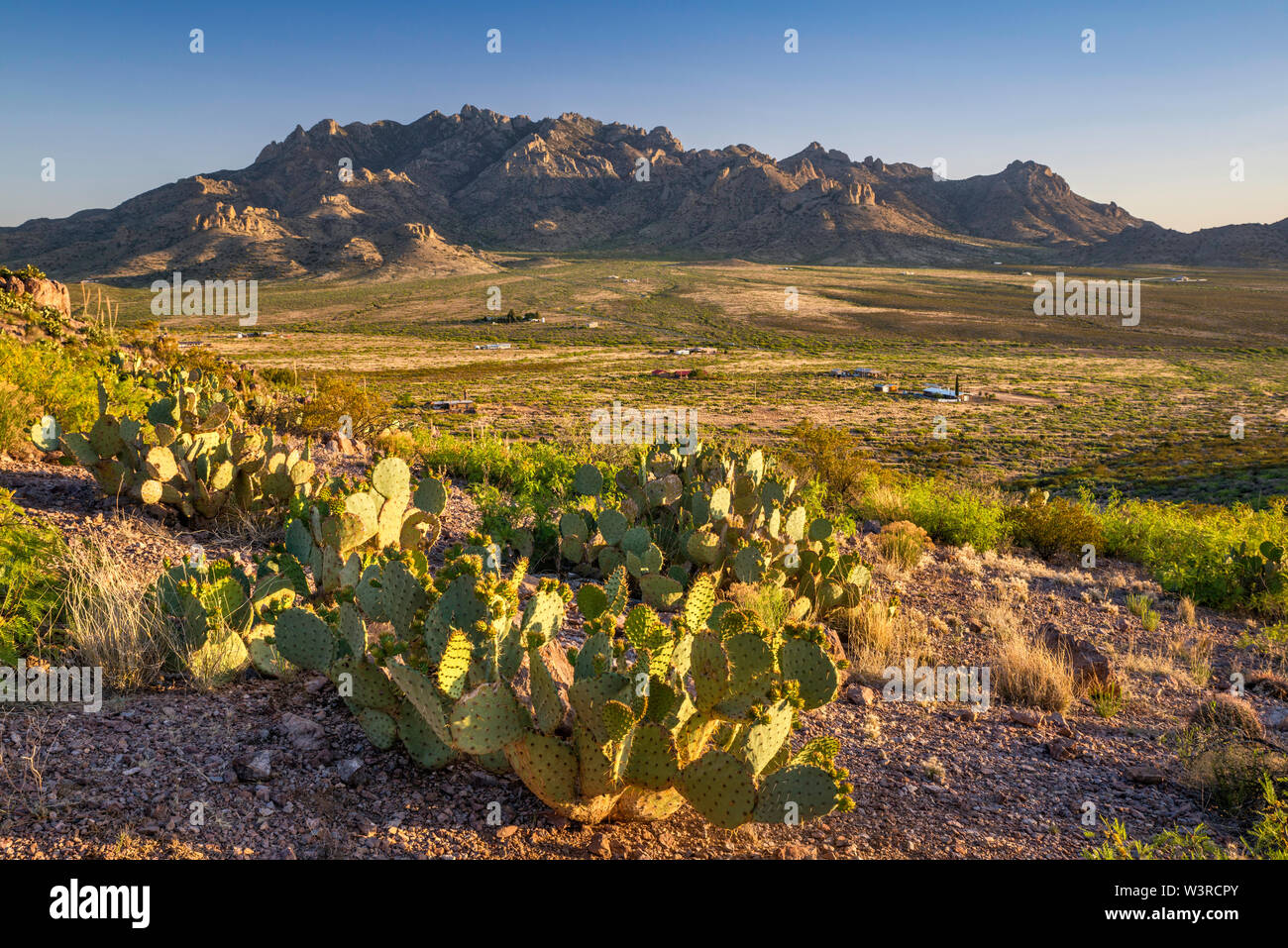 Florida Mountains, prickly pear cactus in foreground, Chihuahuan Desert, view from Rockhound State Park near Deming, New Mexico, USA Stock Photo