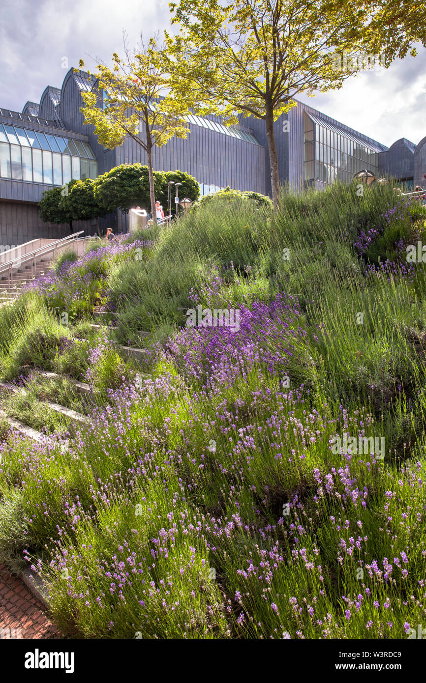 lavender at the stairway from the banks of the river Rhine to the Heinrich-Boell square, Museum Ludwig, Cologne, Germany.  Lavendel an der Treppe vom Stock Photo