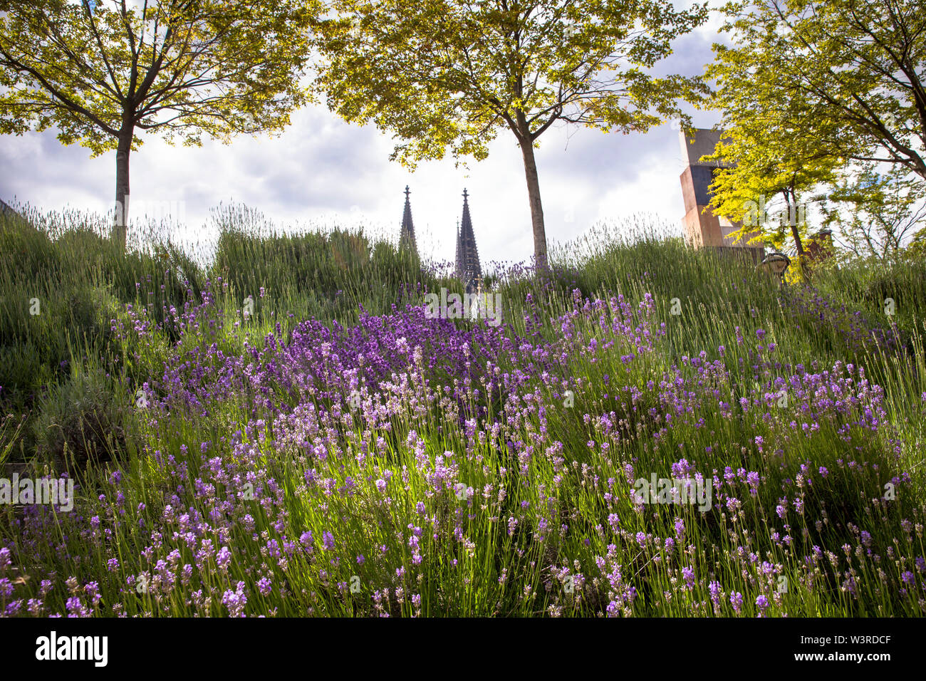 lavender at the stairway from the banks of the river Rhine to the Heinrich-Boell square, the cathedral, Cologne, Germany.  Lavendel an der Treppe vom Stock Photo