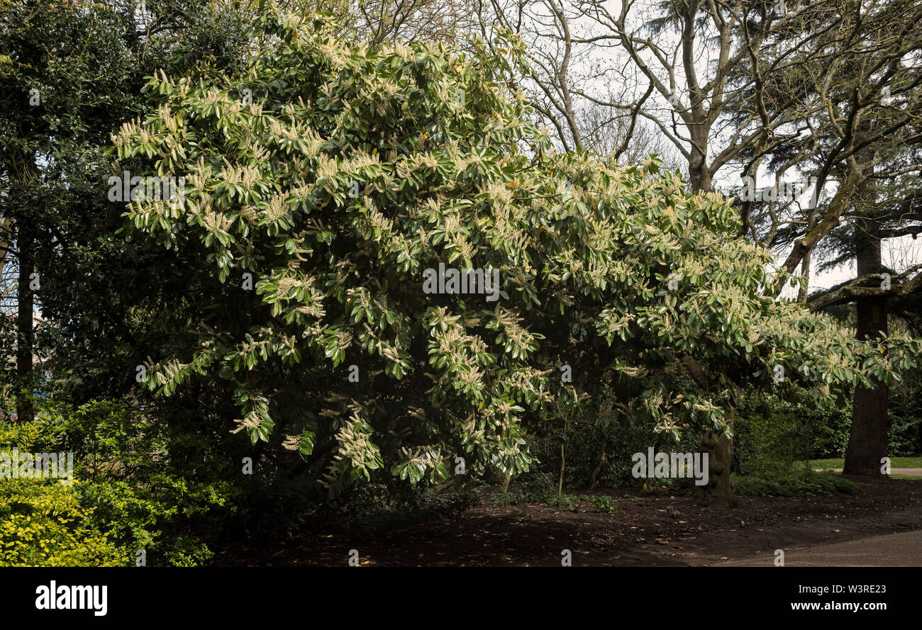 English Laurel or Cherry Laurel is a shrub / tree ( Prunus laurocerasus