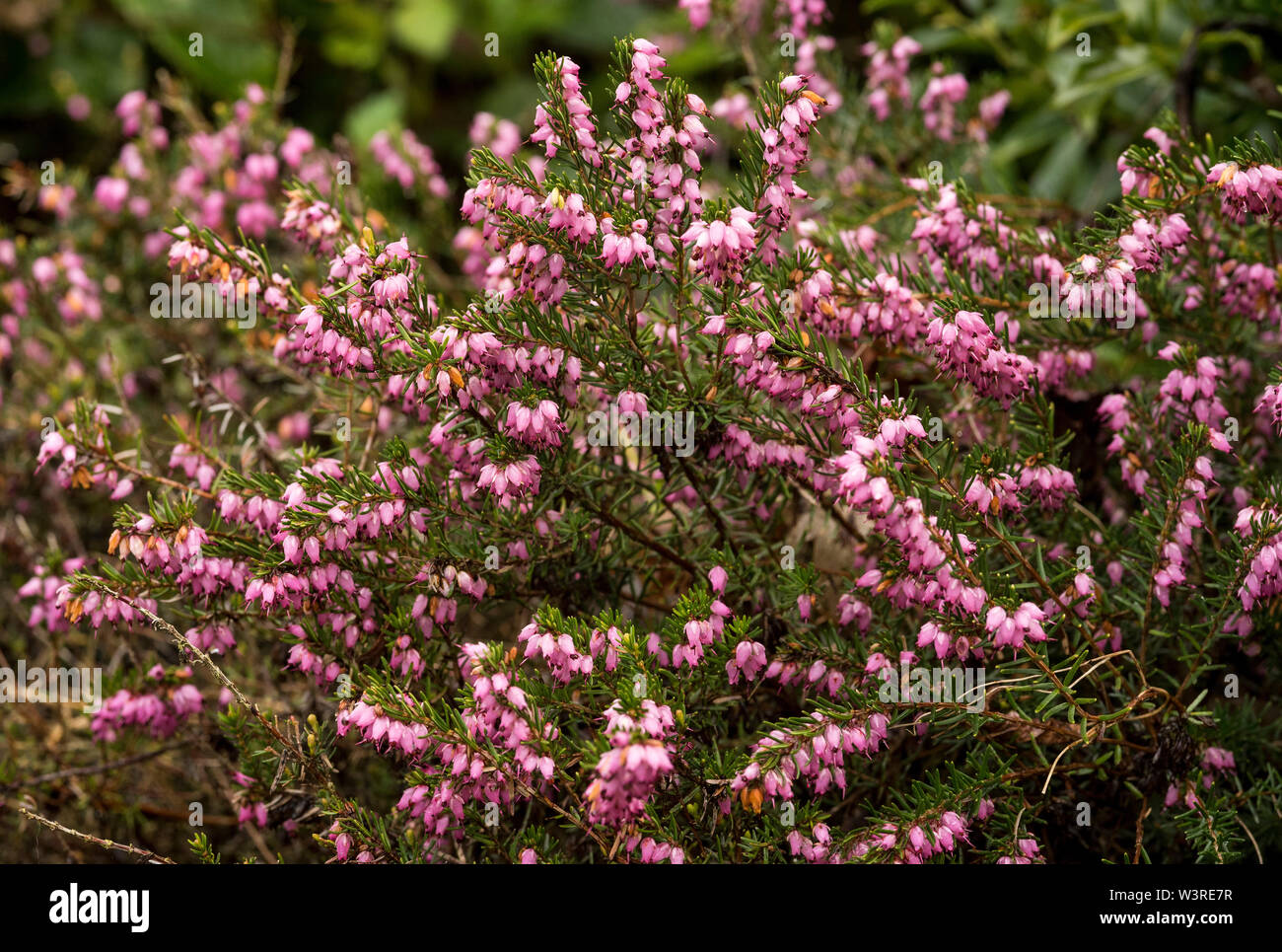 A pink Winter Heath ( Erica x darleyensis  var unknown ) or more commonly Heather. Stock Photo