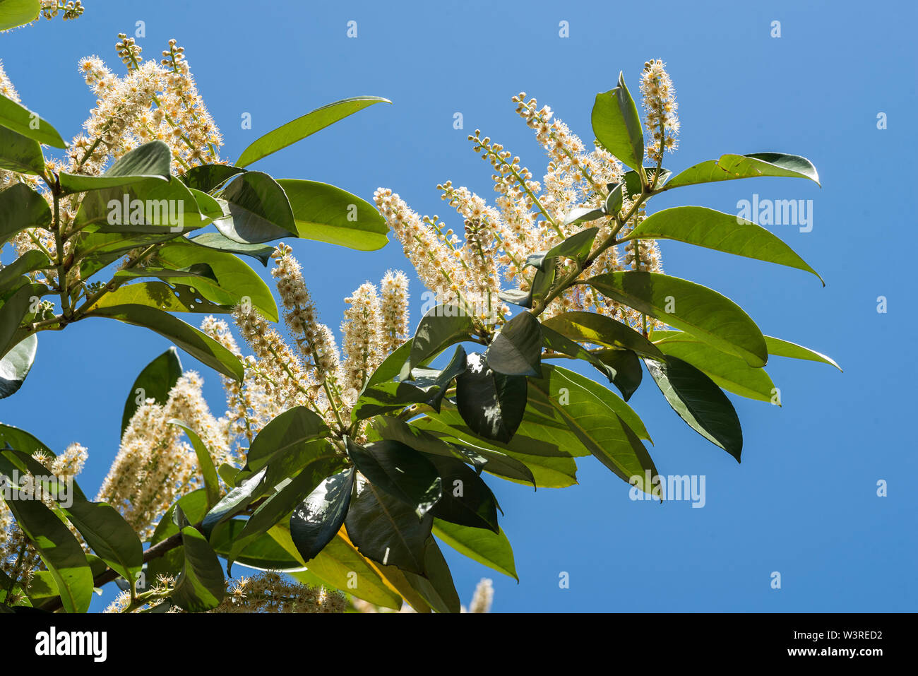 Toxic if eaten hires stock photography and images Alamy
