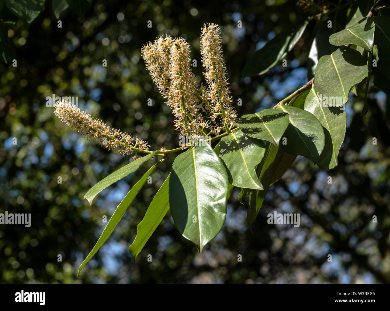 English Laurel or Cherry Laurel is a shrub / tree ( Prunus laurocerasus