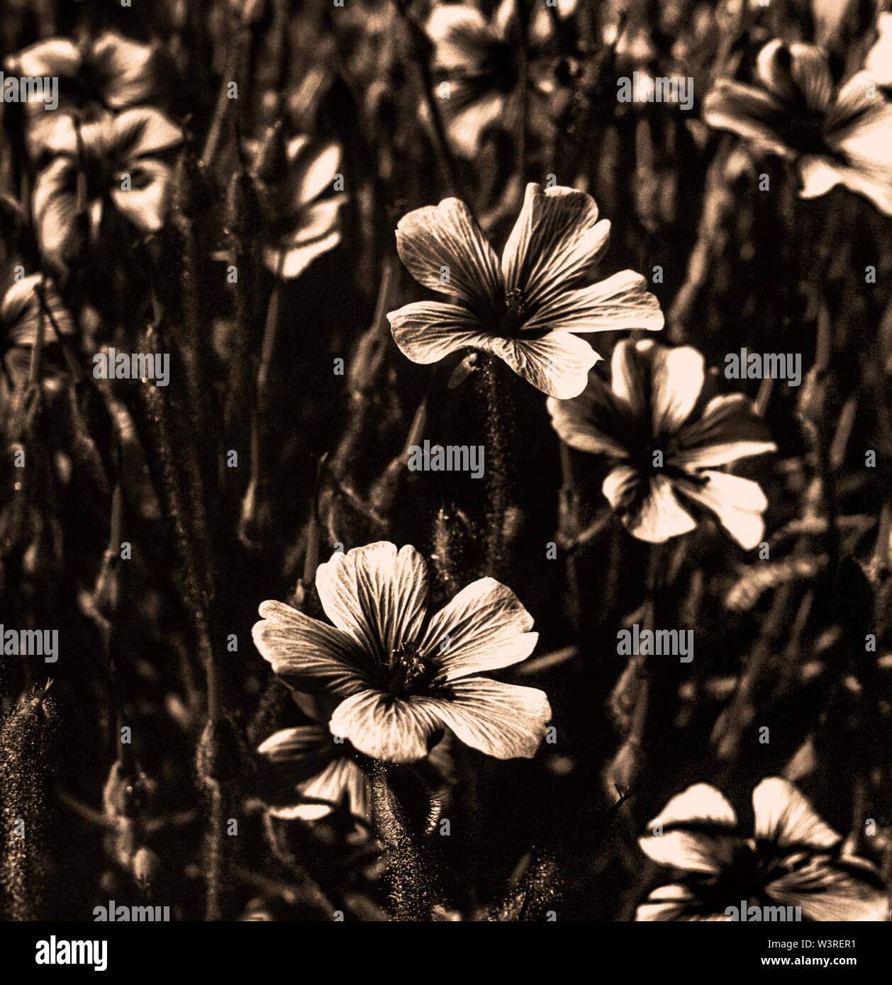 Black and white negative flower heads Stock Photo
