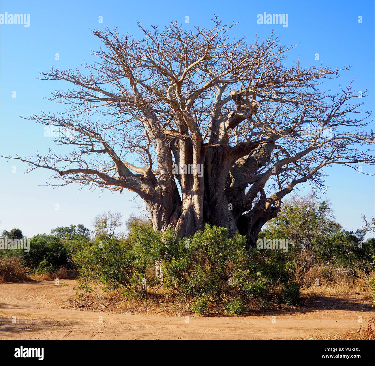 Huge baobab tree in South Africa Stock Photo