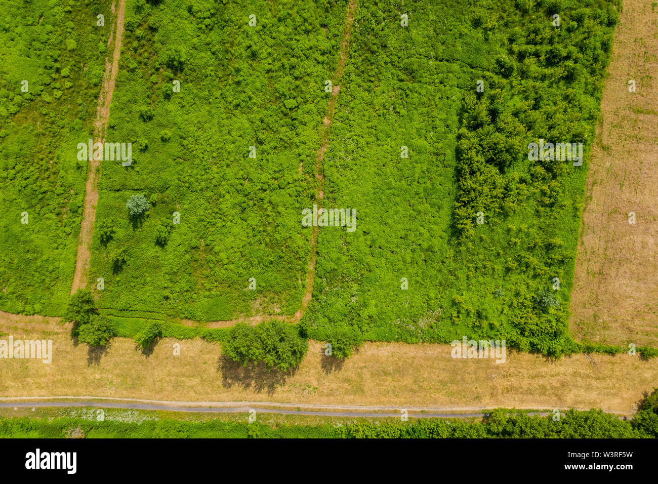 View through lush fir hi-res stock photography and images - Alamy