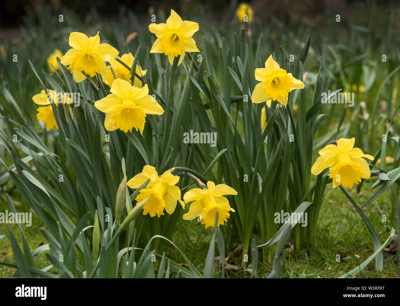 Spring in a London park, drift of Daffodil flowers (aka narcissus and