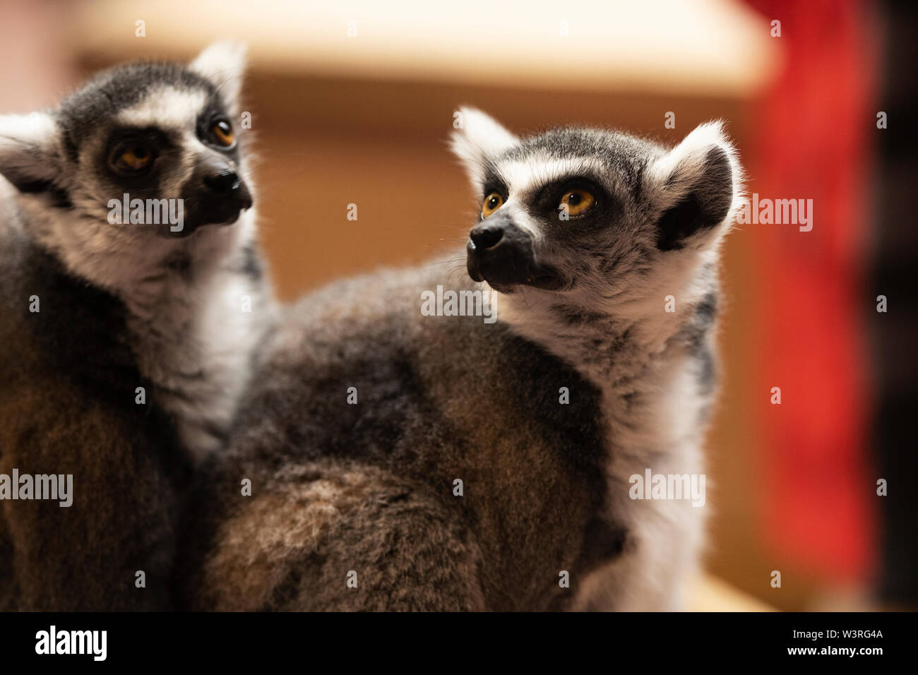 A pair of ring-tailed lemurs (Lemur catta), an endangered species native to Madagascar Stock Photo