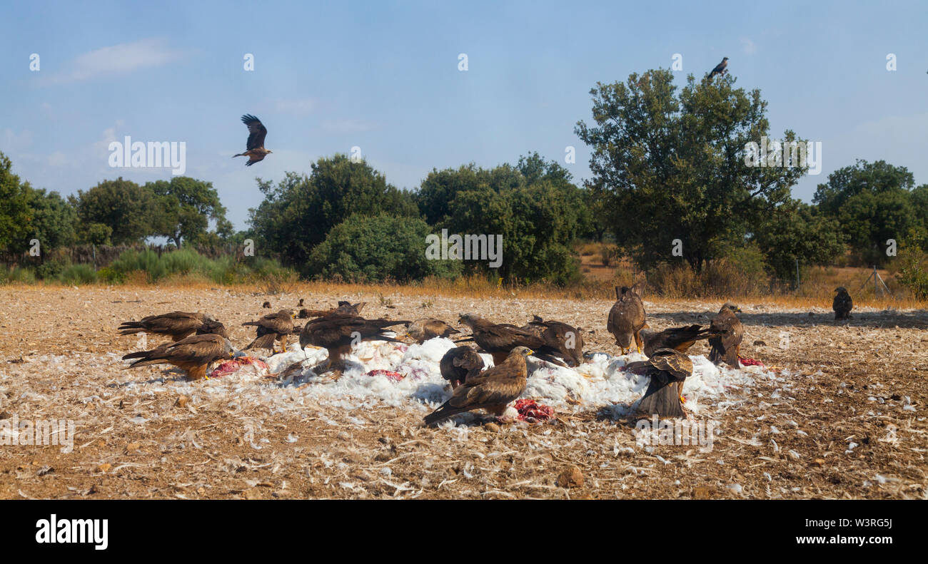 BLACK KITE (Milvus migrans), Campanarios de Azaba Biological Reserve ...