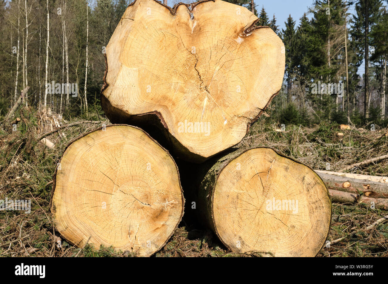 Deforestation, forestry work and timber harvesting at a logging site in ...