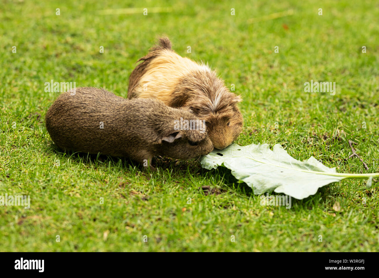 Two guinea pigs (Cavia porcellus) munch on a leaf at the Tierpark Hagenbeck (zoo) in Hamburg, Germany. Stock Photo