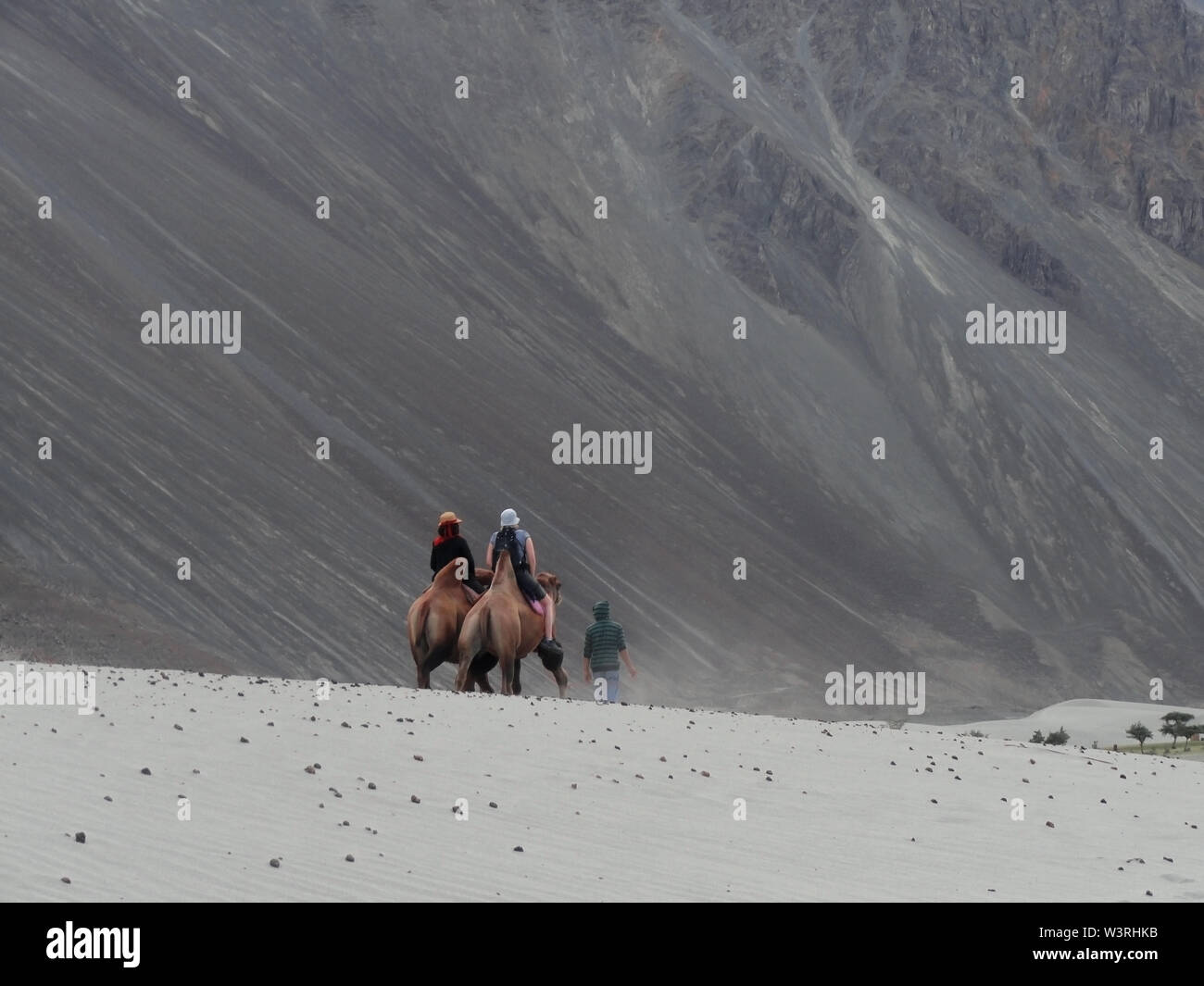 Bactrian Camel ride in Nubra valley, Ladakh Stock Photo