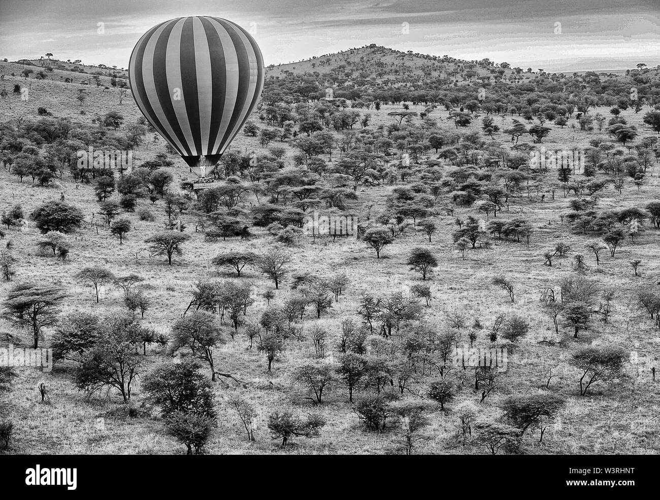 Views of the Serengeti Park from a hot air balloon aerial ride including migrations of wildebeest shot in June, 2019 Stock Photo