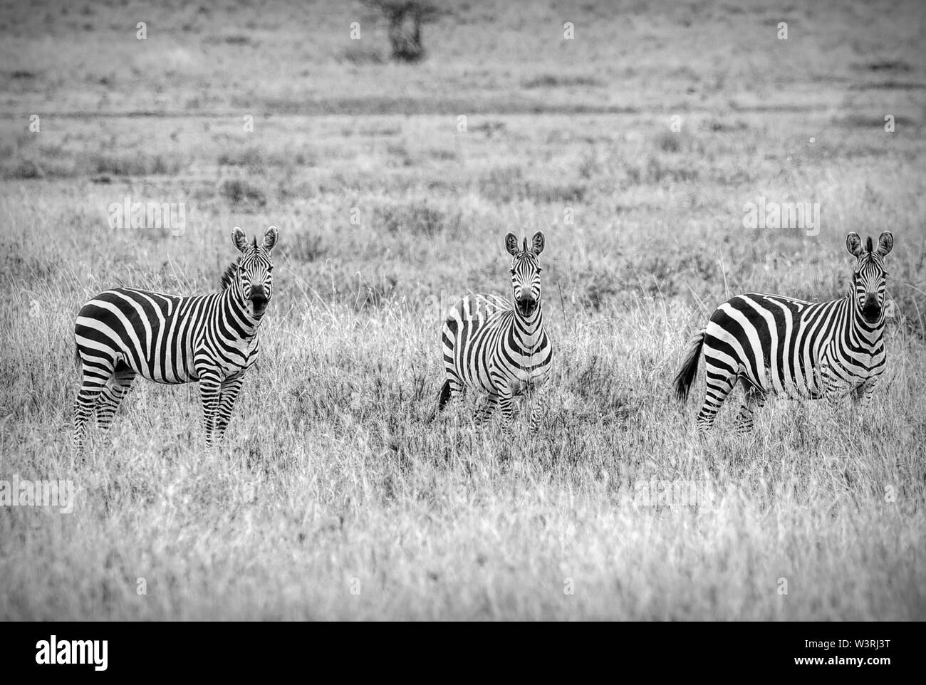 Various wildlife are seen in Serengeti, Tanzania, Africa including elephants, zebras, hippo, birds, wildebeest, nile crocodiles, eagles and leopards. Stock Photo
