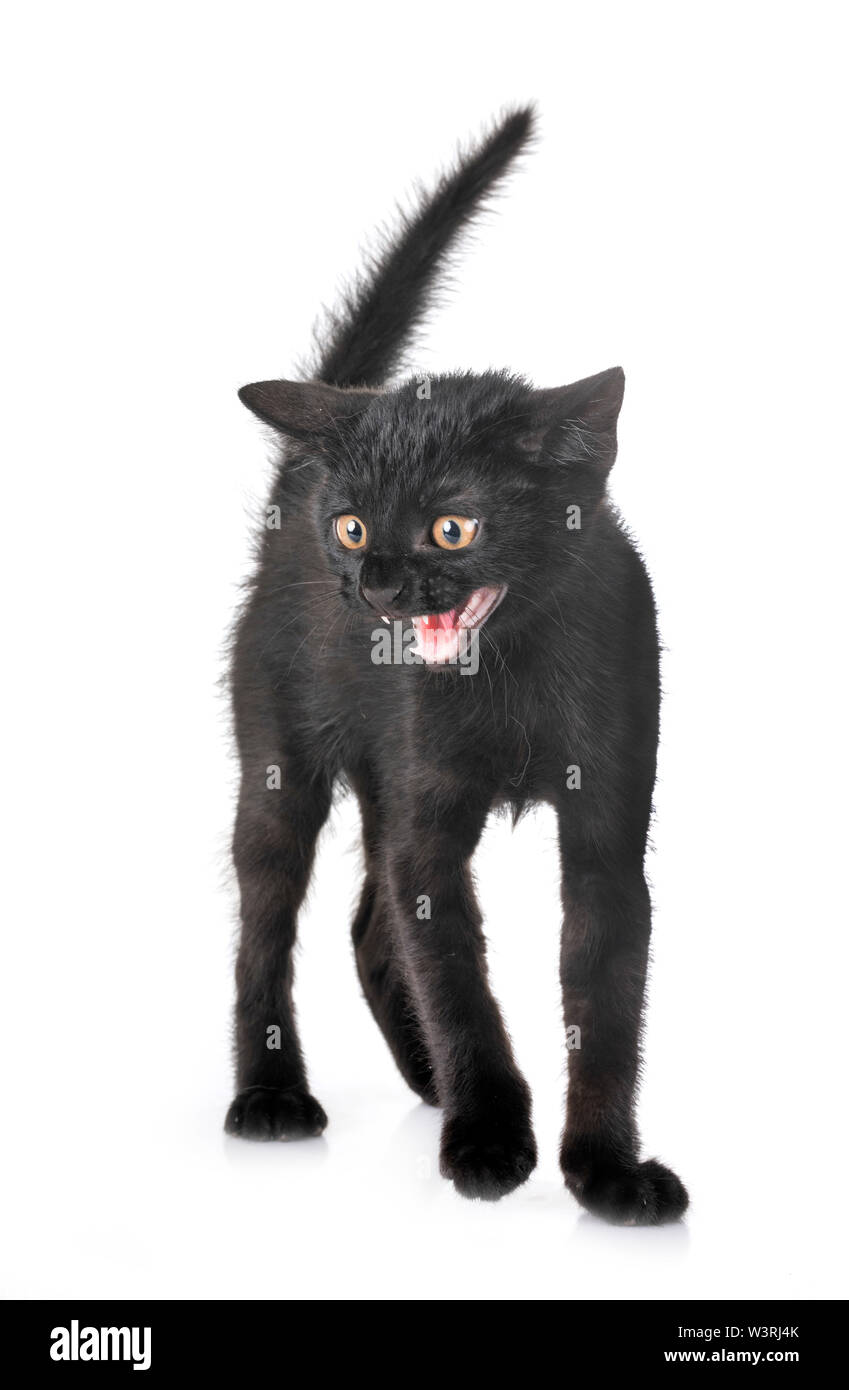 black kitten in front of white background Stock Photo - Alamy