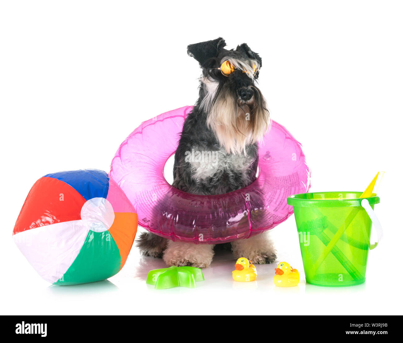 miniature schnauzer in front of white background Stock Photo - Alamy