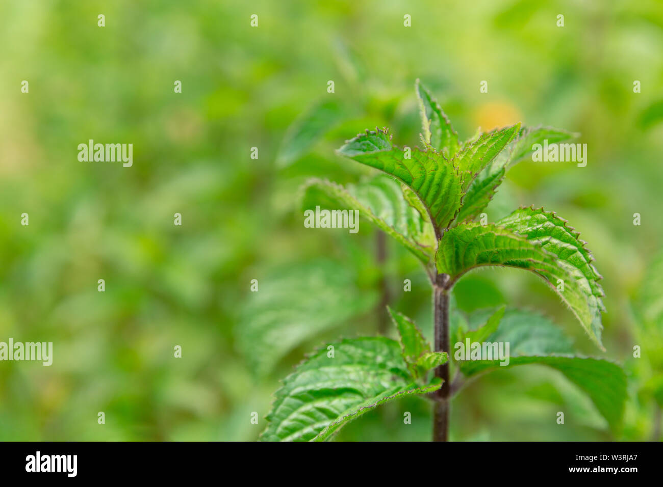 Fresh peppermint trees growing in organic garden. Mint herb Stock Photo