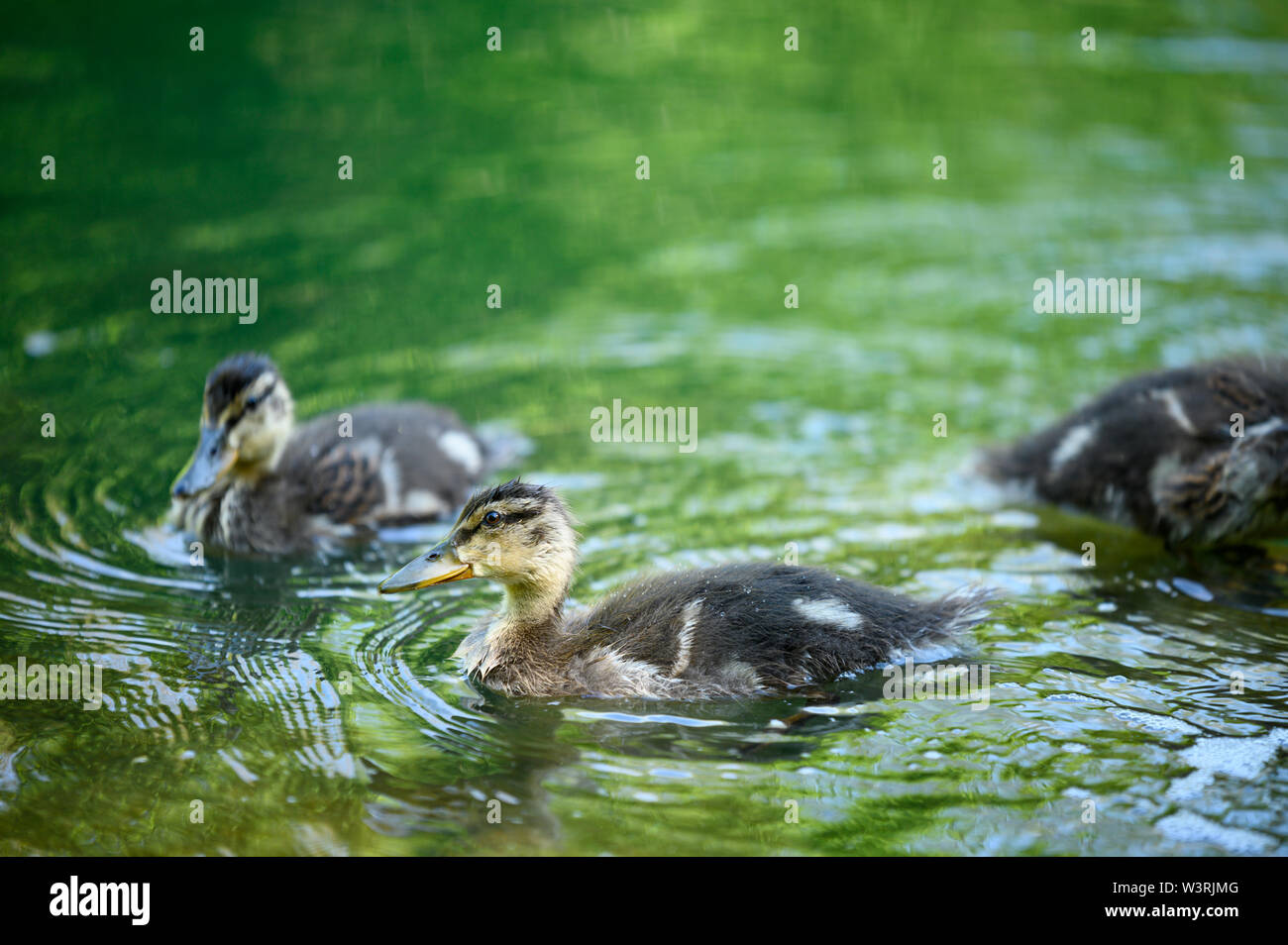Ducks and ducklings ready for a swim Stock Photo