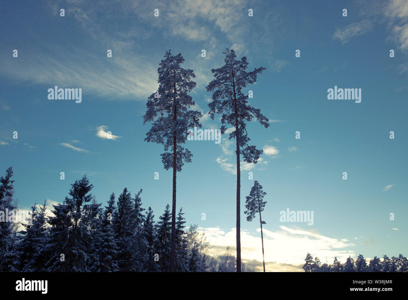 Landscape of a silhouette forest trees with blue sky and clouds Stock ...