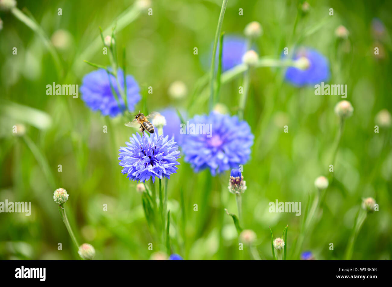 Bees gather nectar amongst purple blue wildflowers Stock Photo