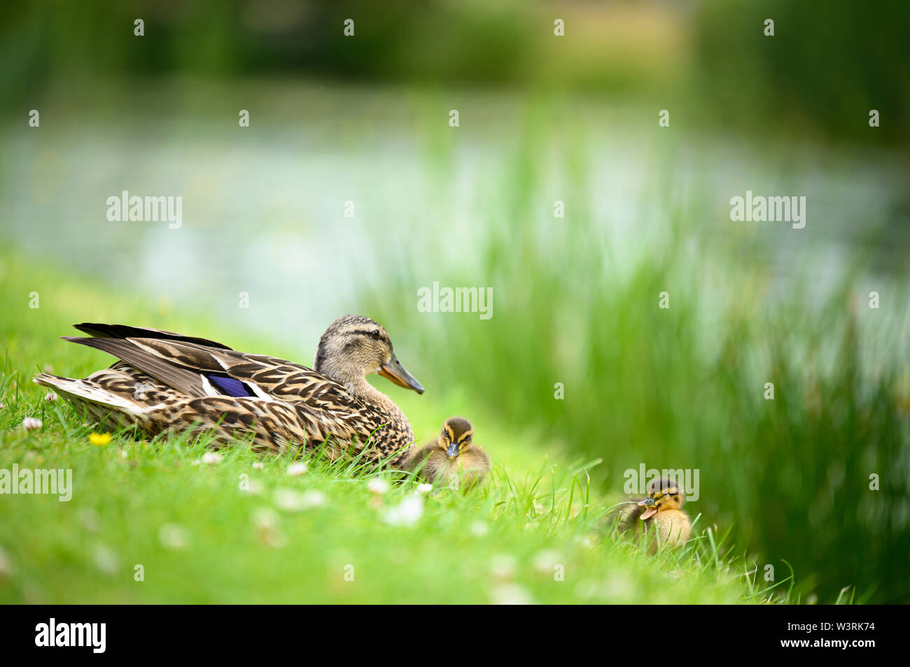 Ducks and ducklings ready for a swim Stock Photo Alamy