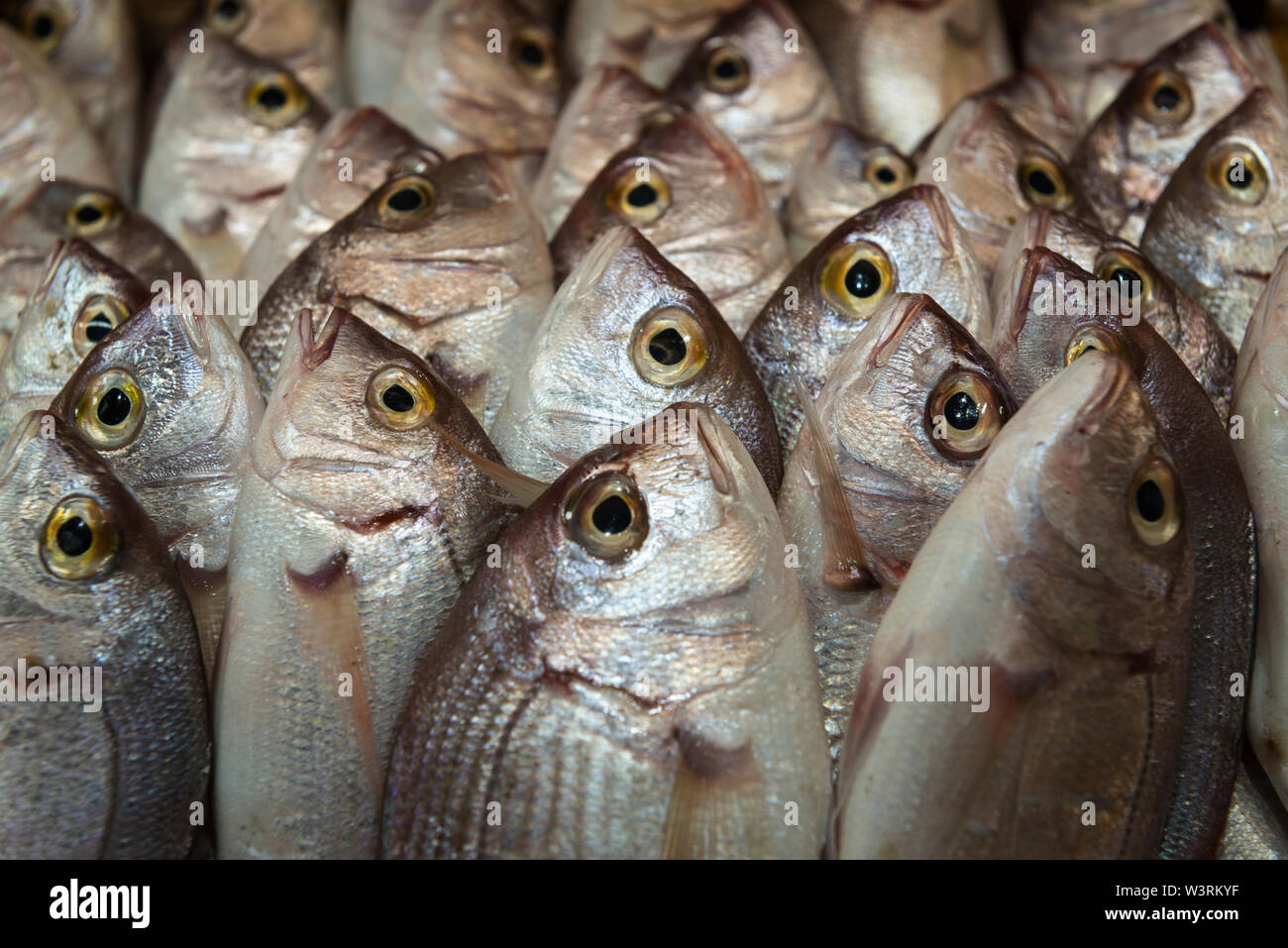 Kinmedai (golden eye snapper) on Fish Auction in Yaidu, Japan Stock Photo -  Alamy