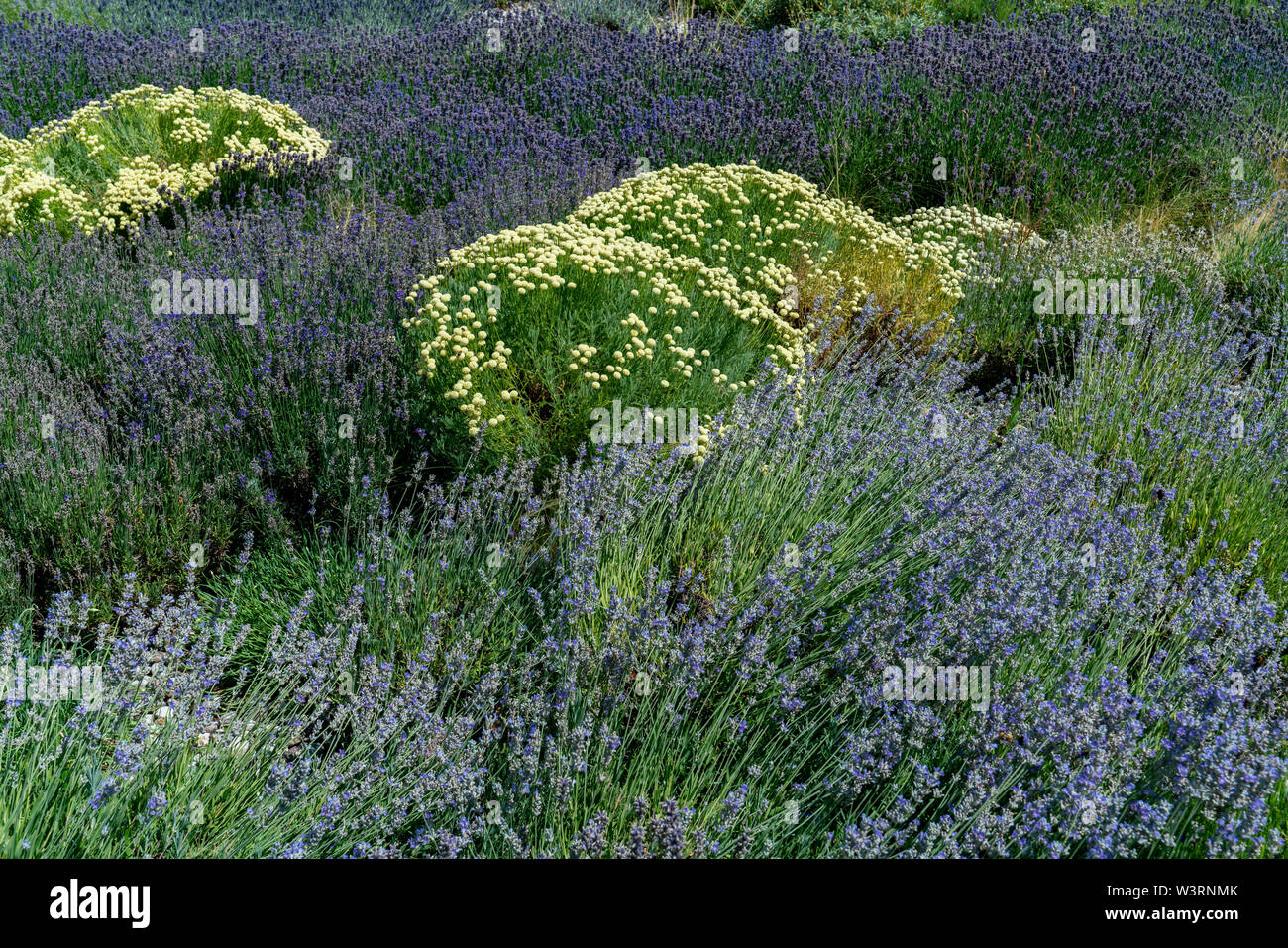 mediteranean flower bed with puple lavender (lavandula angustifolia) and white olive herb (santolina viridis) Stock Photo